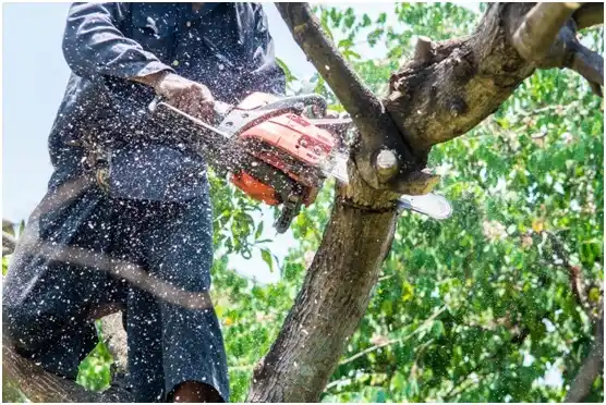 tree services Croydon